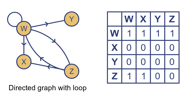 Directed graph wth loop